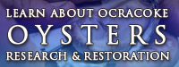 Ocracoke Oyster Restoration Project